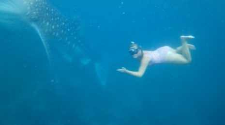 Moal Boal, Cebu. Philippines: Snorkelling with Whale sharks