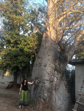 a thirty year old mbuyu tree